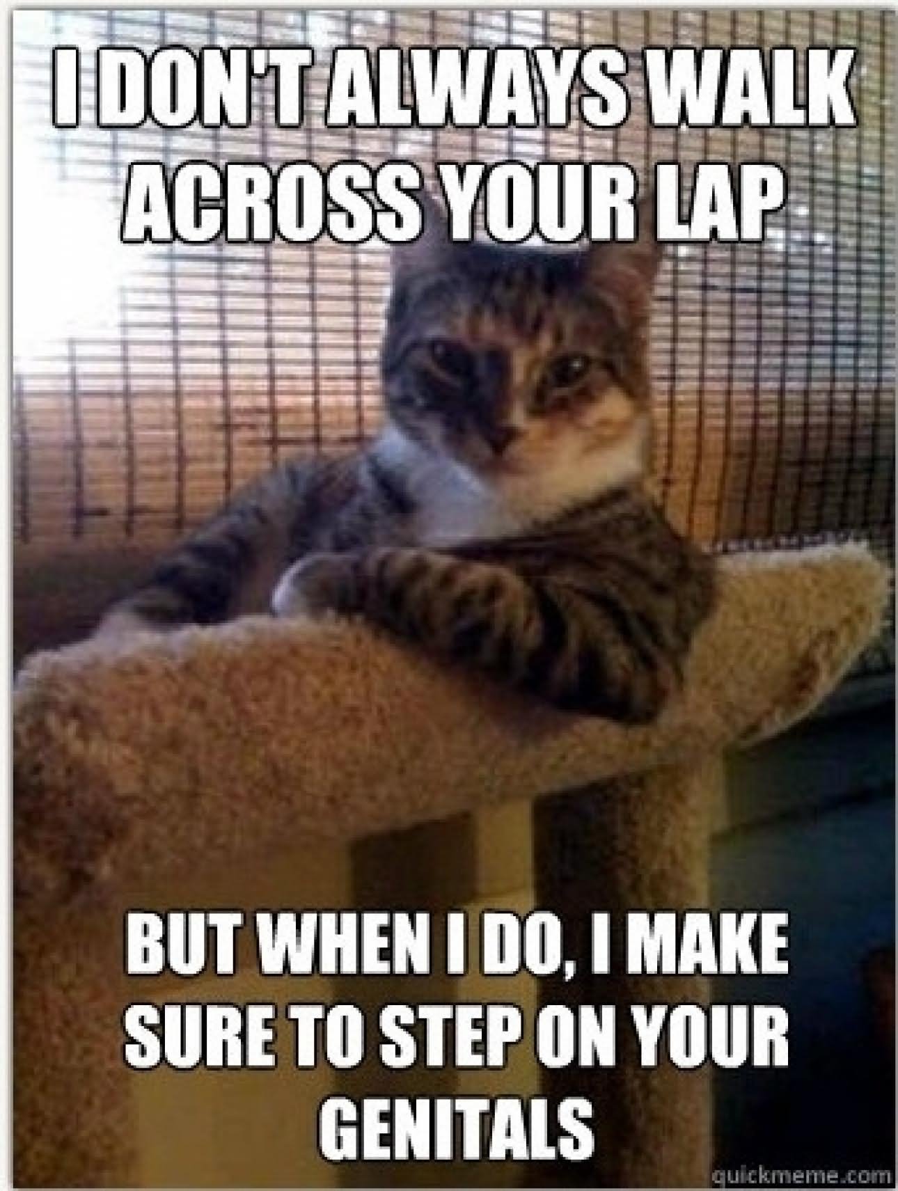 I Don't Always Walk Across Your Lap Funny Cat Meme Picture