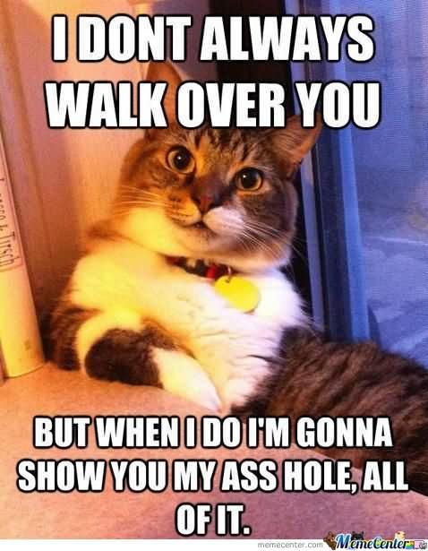 I Don't Always Walk Over You Funny Cat Meme Photo