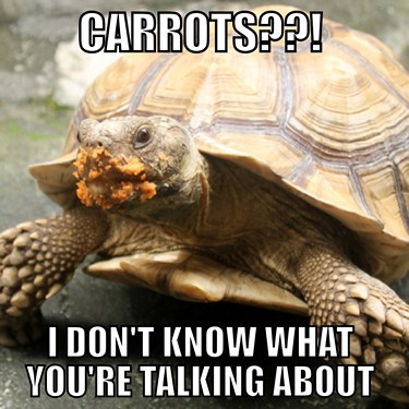 I Don't Know What You Are Talking About Funny Tortoise Meme Image