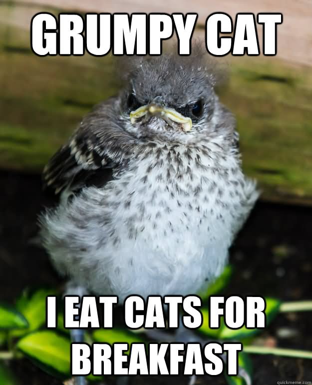 I Eat Cats For Breakfast Funny Bird Meme Picture For Whatsapp