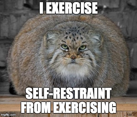 I Exercise Funny Cat Image