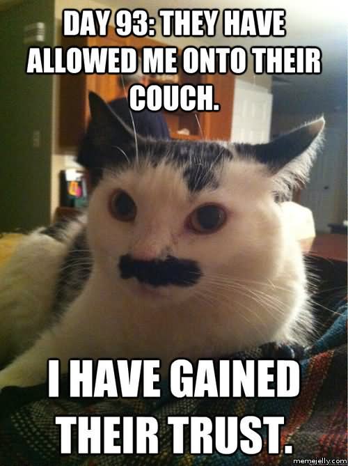 I Have Gained Their Trust Funny Cat Meme