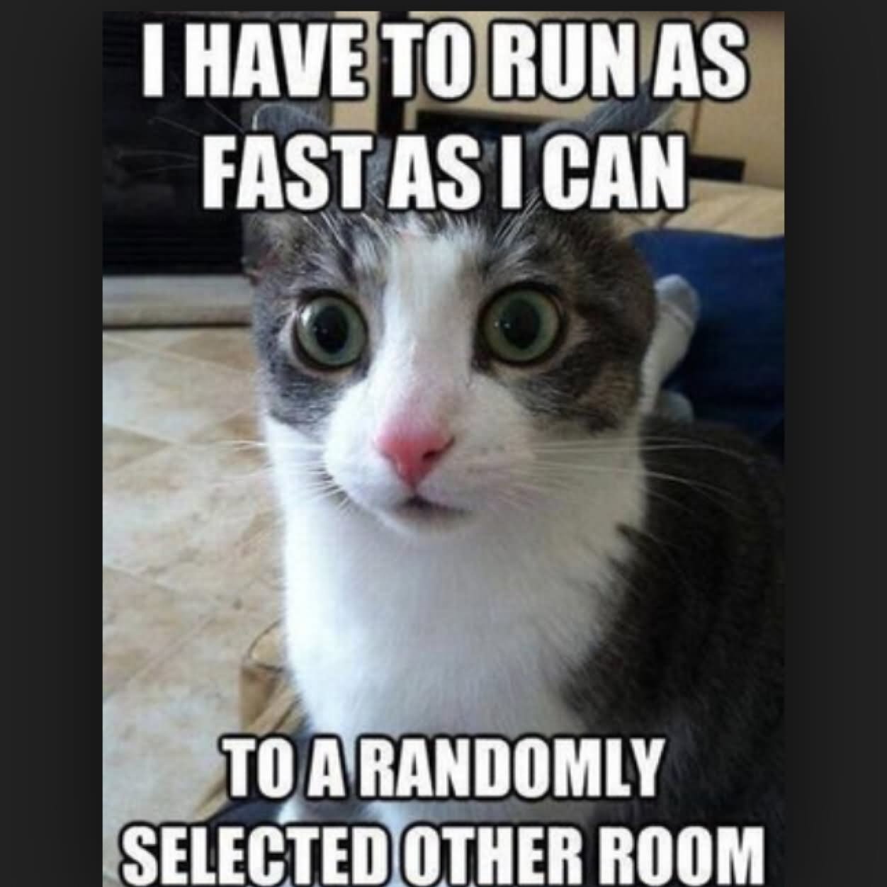 I Have To Runs As Fast As I Can Funny Cat Meme Photo