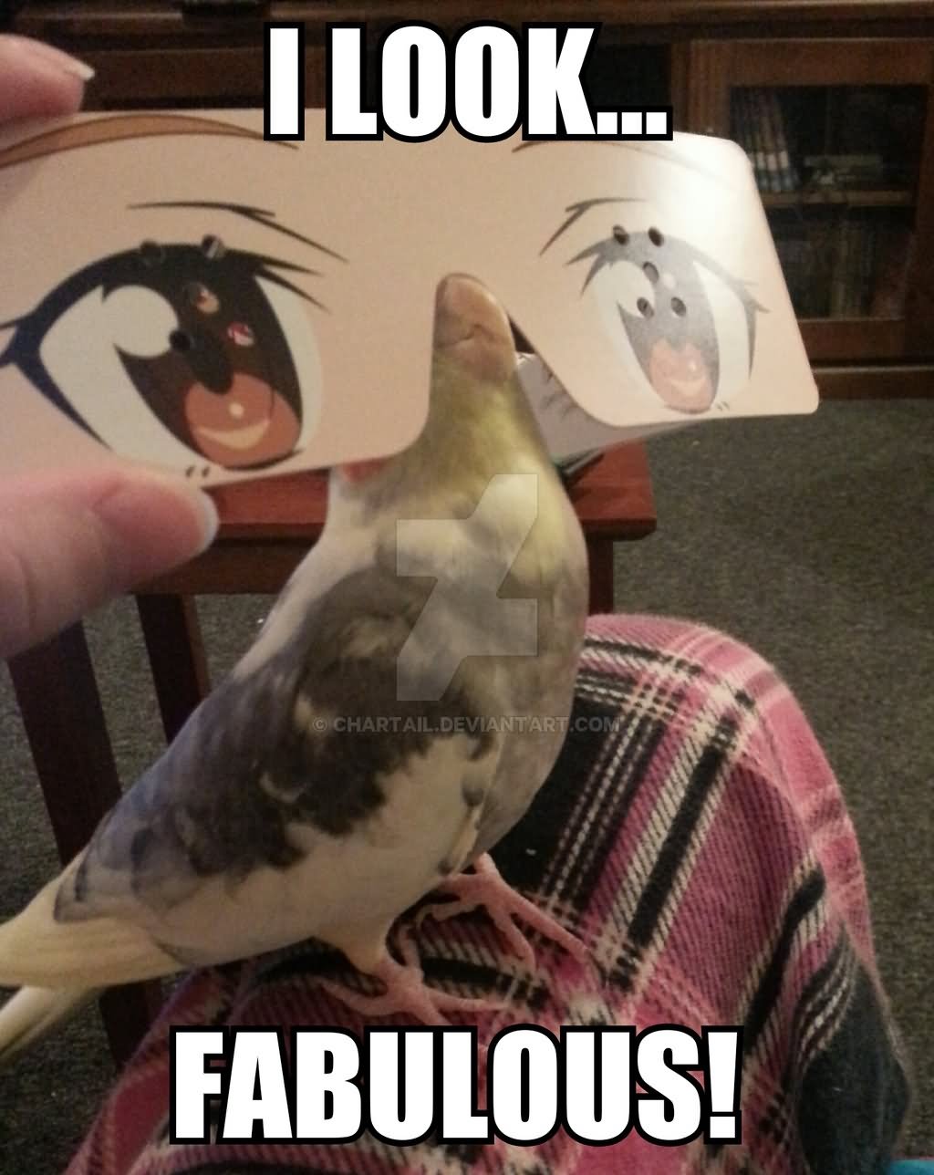 I Look Fabulous Funny Bird Meme Image
