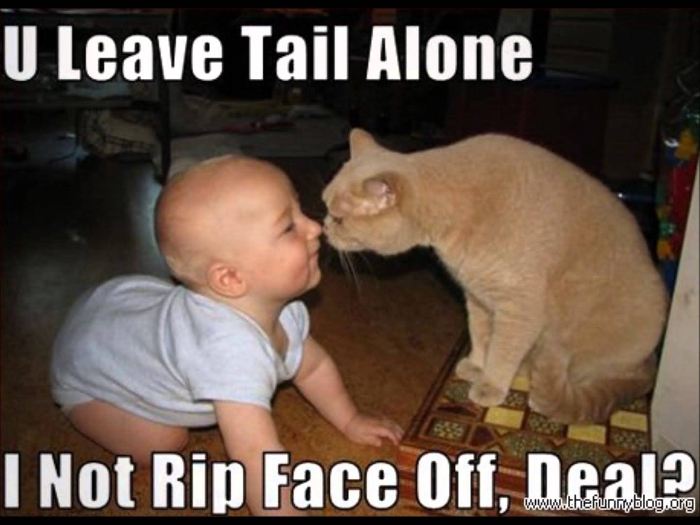 I Not Rip Face Off Deal Funny Cat Meme Picture