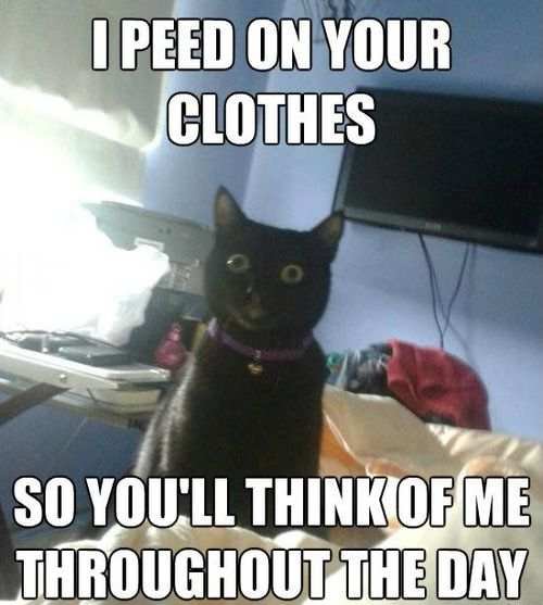 I Peed On Your Clothes Funny Cat Meme Photo