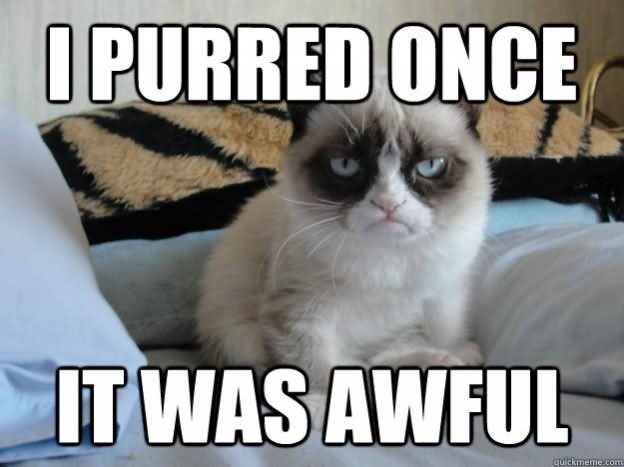 I Purred Once It Was Awful Funny Cat Meme Image