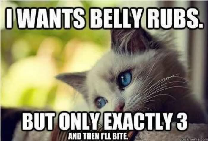 I Wants Belly Rubs But Only Exactly 3 Funny Cat Meme Image