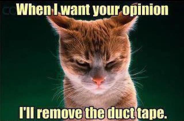 I Will Remove The duct Tape Funny Cat Meme Image