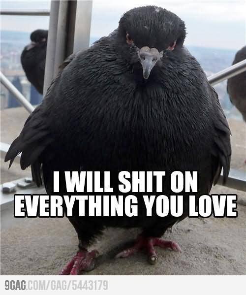 I Will Shit On Everything You Love Funny Bird Meme Picture For Facebook