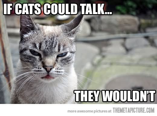 If Cats Could Talk They Wouldn't Funny Cat Meme Picture
