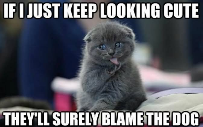 If I Just Keep Looking Cute Funny Cat Meme Image