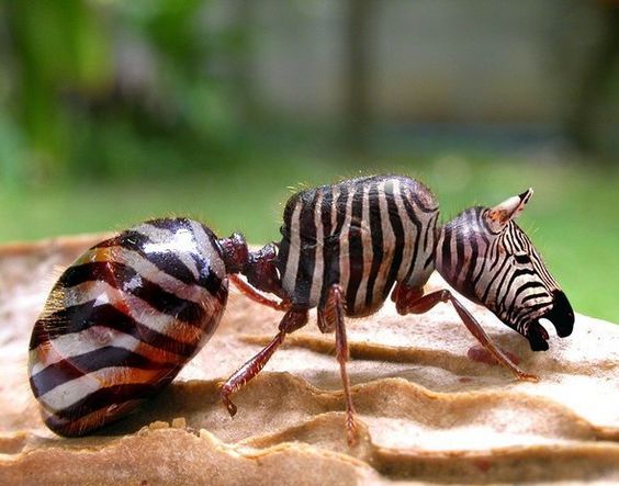 Insects Zebra Funny Photoshopped Image