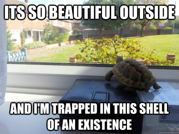 Its So Beautiful Outside Funny Tortoise Meme Image