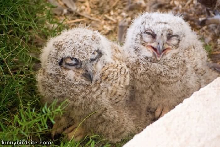 Laughing And Sad Faces Funny Owl Picture