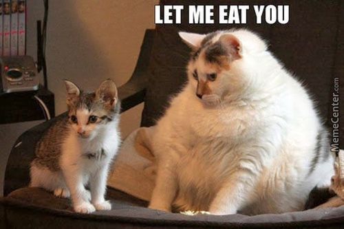 Let Me Eat You Funny Fat Cat Picture