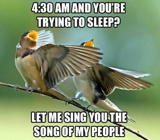 Let Me Sing You The Song Of My People Funny Bird Meme Picture