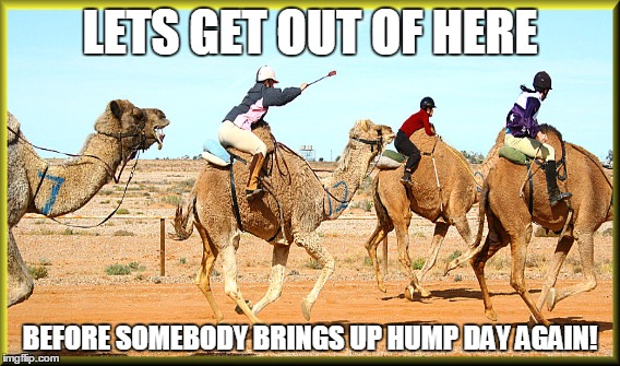 Lets Get Out Of Here Before Somebody Brings Up Hump Da Again Funny Camel Meme Image