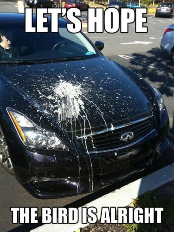 Let's Hope The Bird Is Alright Funny Bird Meme Picture