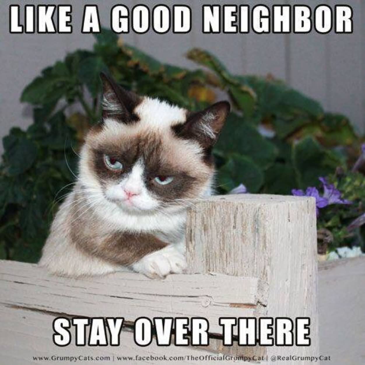 Like A Good Neighbor Funny Cat Meme Picture