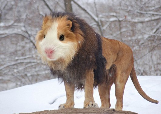 Lion With Mouse Face Funny Photoshop Image