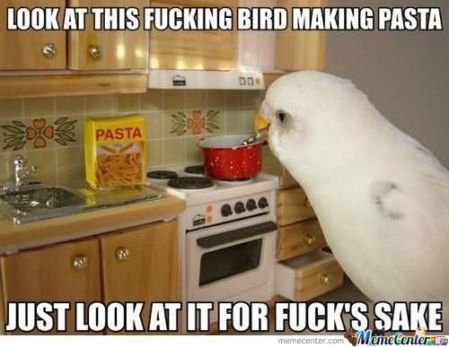 Look At This Fucking Bird Making Pasta Funny Bird Meme Image