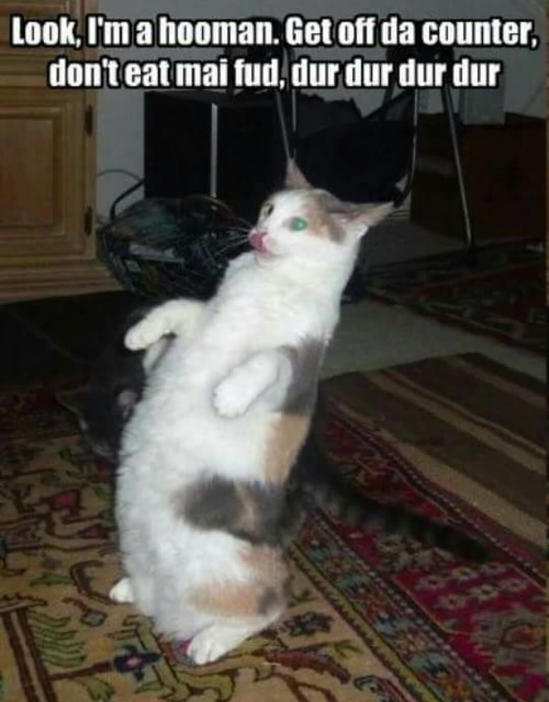 Look I Am A Hooman Get Off Da counter Don't Eat Mai Fud Dur Funny Cat Meme Image