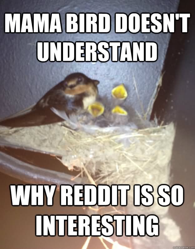 Mama Bird Doesn't Understand Funny Bird Meme Image