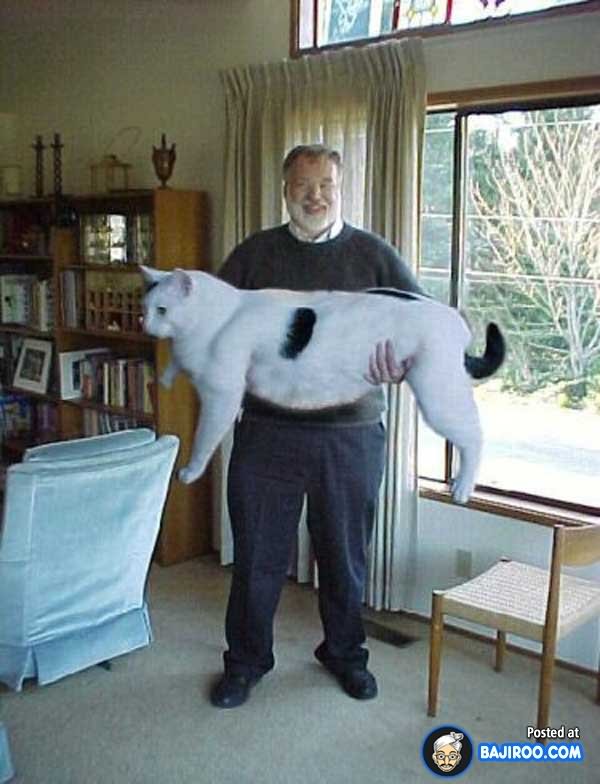 Man Carrying Fat Cat Funny Picture For Facebook