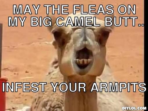 May The Fleas On My Big Camel Butt Funny Meme Picture