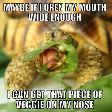 Maybe If I Open My Mouth Wide Enough Funny Tortoise Meme Image