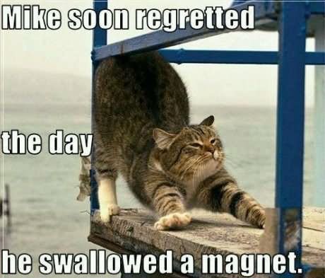 Mike Soon Regretted The Day He Swallowed A Magnet Funny Cat Meme Image