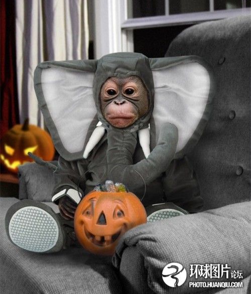 Monkey With Elephant Costume Funny Halloween Animal Image
