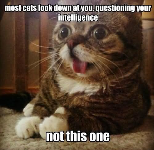 Most Cats Look Down At You Questioning Your Intelligence Funny Cat Meme Image