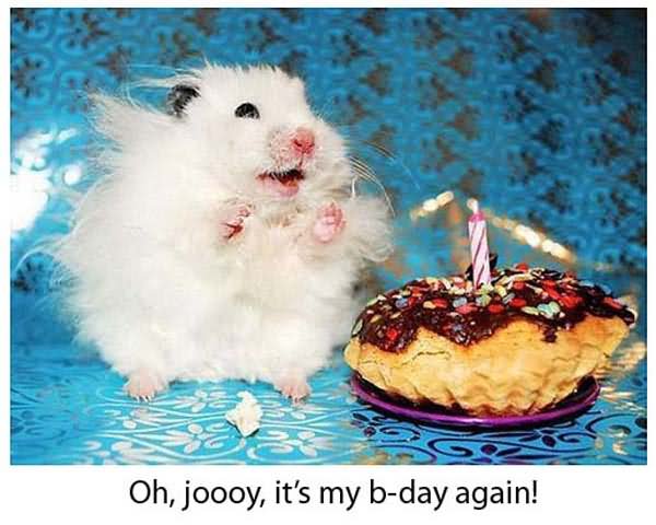 Mouse Laughing With Cake Funny Birthday Animal Picture
