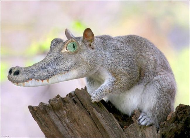 Mouse With Crocodile Face Funny Photoshopped Animal Image