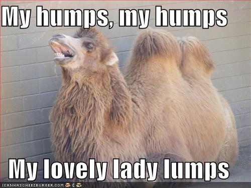 My Humps My Humps My Lovely Lady Lumps Funny Camel Meme Image