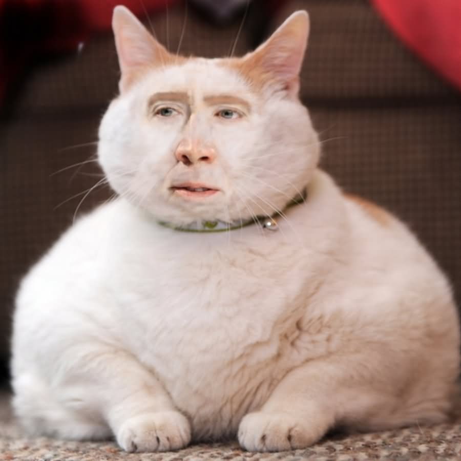 Nicolas Cage Cat Face Funny Photoshopped Image