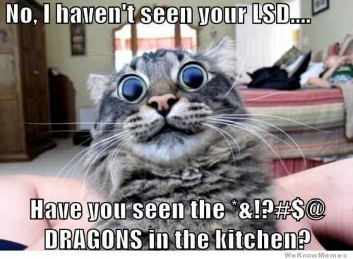 No I Haven't Seen Your Lsd Funny Cat Meme Image