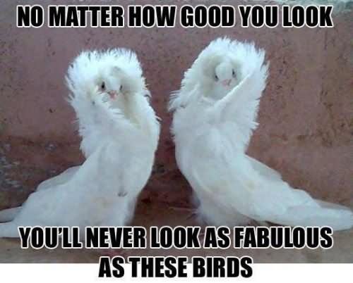 No Matter How Good You Look Funny Bird Meme Picture