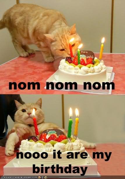 Nooo It Are My Birthday Funny Cat Picture
