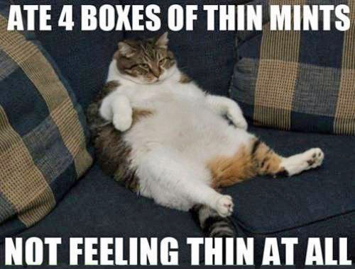 Not Feeling Thin At All Funny Fat Cat Photo For Whatsapp