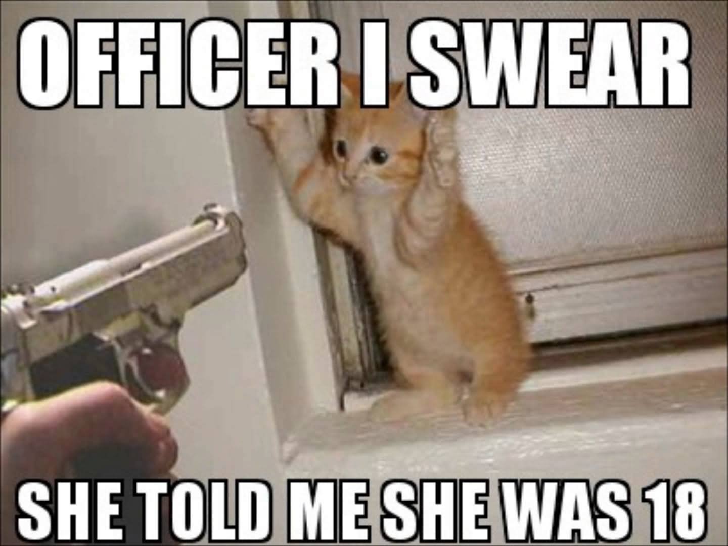 Office I Swear She Told Me She Was 18 Funny Cat Meme Image