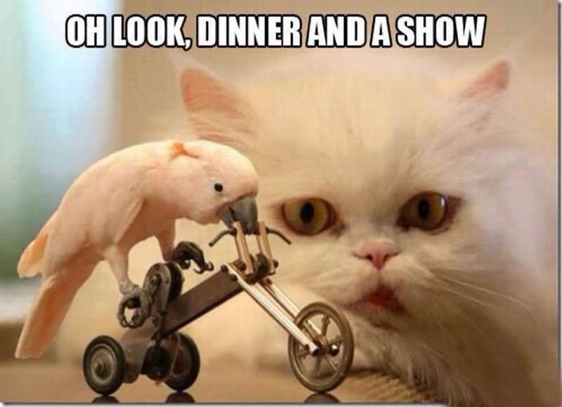 Oh Look Dinner And A Show Funny Cat Meme Picture