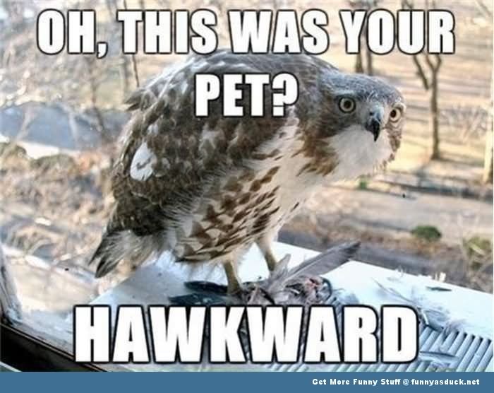 Oh This Was Your Pet Funny Bird Meme Picture