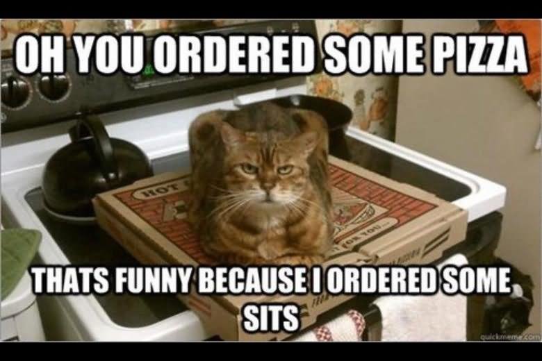 Oh You Ordered Some Pizza Funny Cat Meme Image