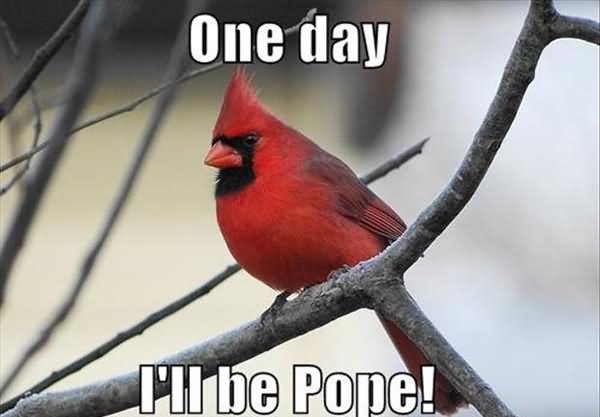 One I Will Be Pope Funny Bird Meme Image