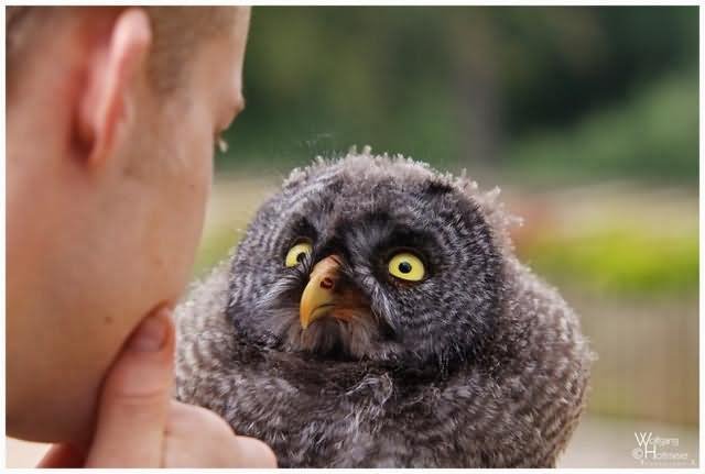 Owl Looking Man Funny Bird Face Image