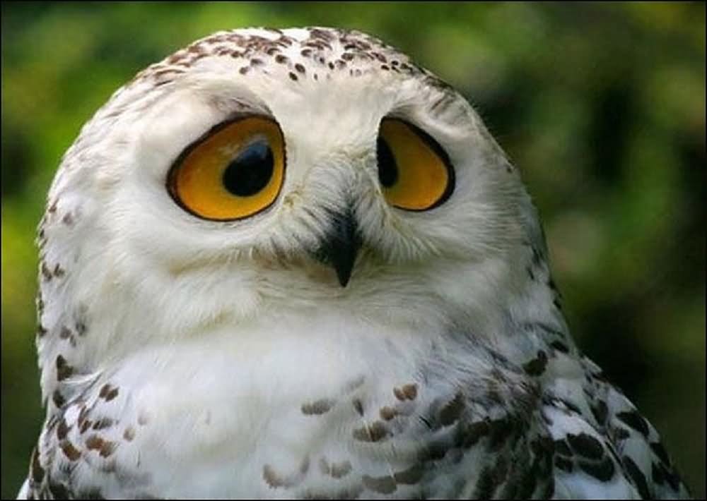 Owl Sad Face Funny Bird Picture
