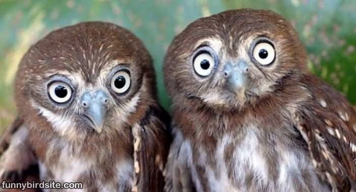 Owl Shocking Faces Funny Image